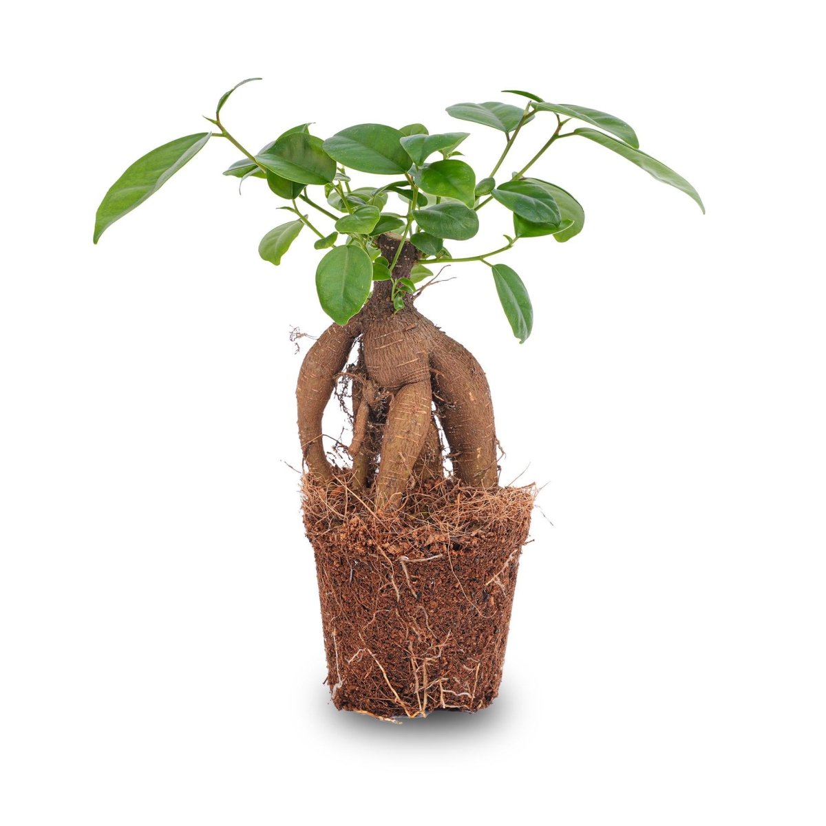 Ficus microcarpa ginseng bonsai | Terrarium plant 3 - LushLeaf | Online planten bestellen