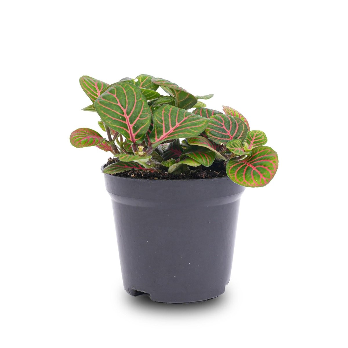 Fittonia Bubble Red | Terrarium plant 1 - LushLeaf | Online planten bestellen
