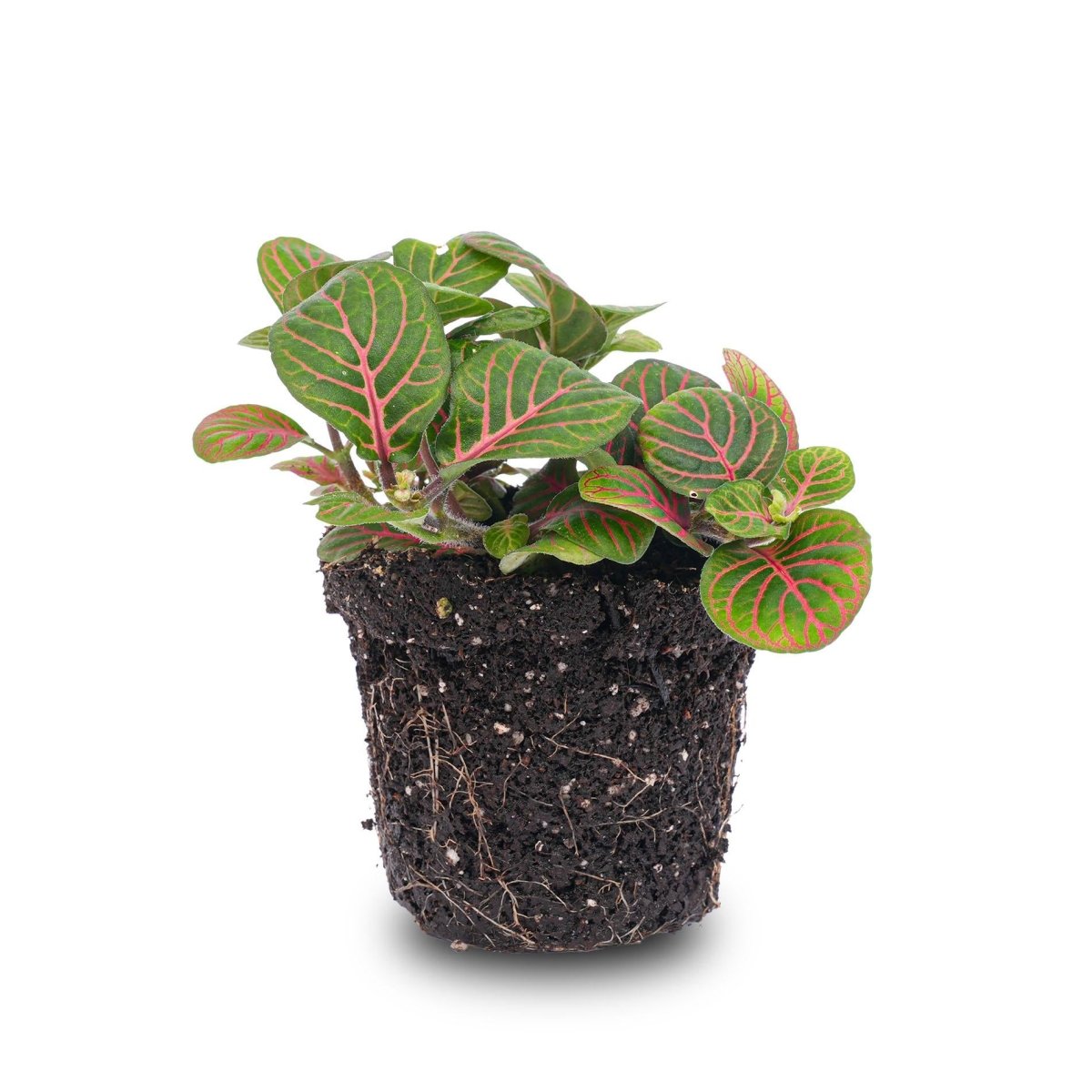 Fittonia Bubble Red | Terrarium plant 3 - LushLeaf | Online planten bestellen