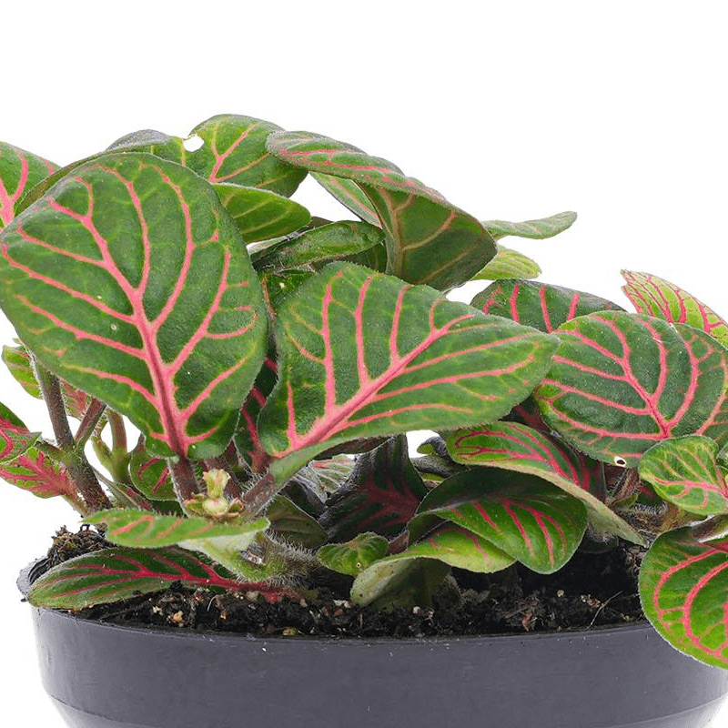 Fittonia Bubble Red | Terrarium plant 2 - LushLeaf | Online planten bestellen
