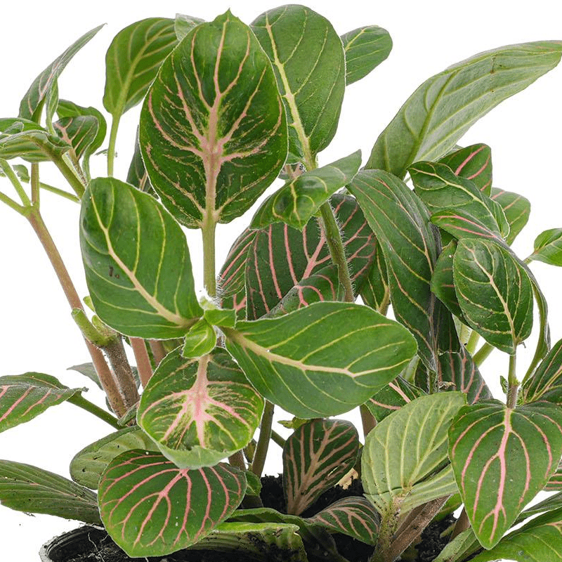 Fittonia Joly Josan | Terrarium plant 2 - LushLeaf | Online planten bestellen