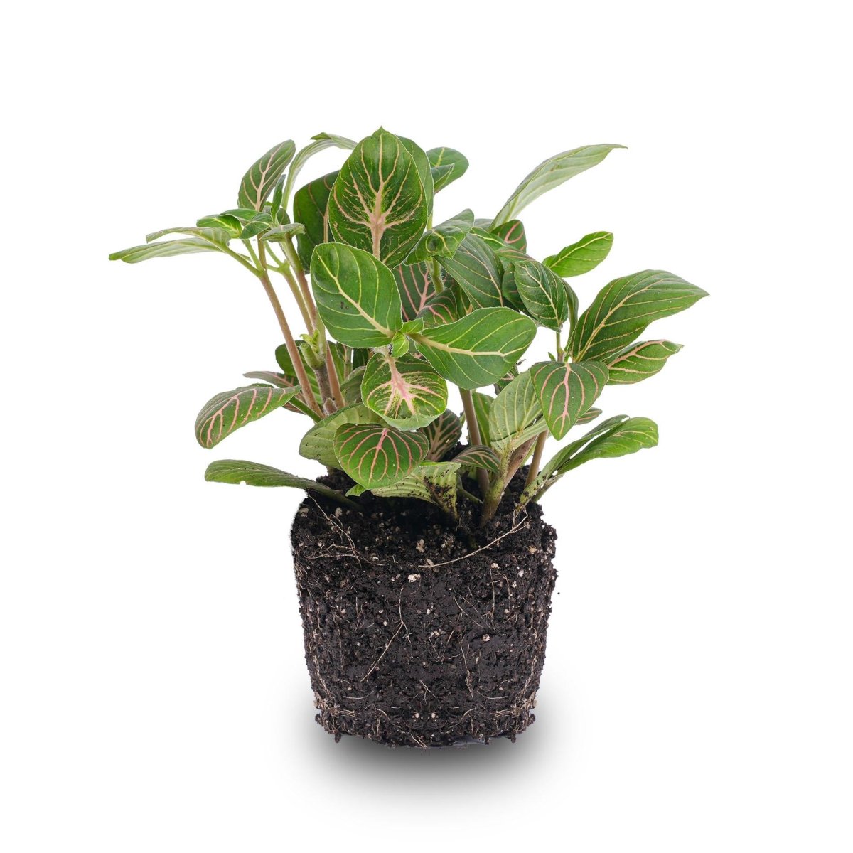 Fittonia Joly Josan | Terrarium plant 3 - LushLeaf | Online planten bestellen
