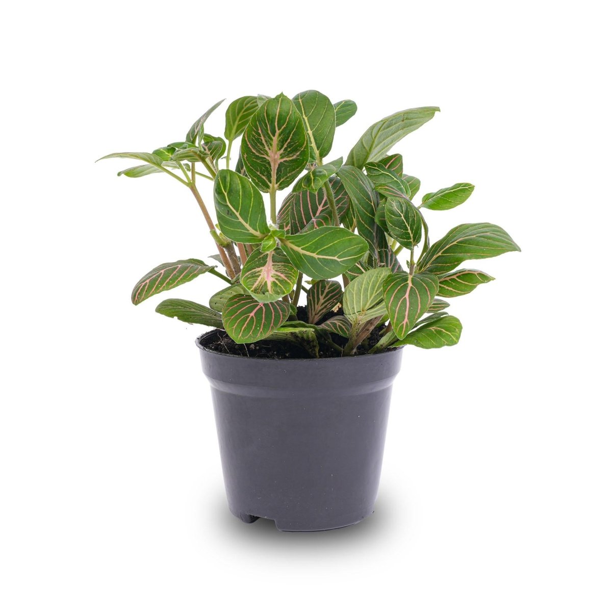 Fittonia Joly Josan | Terrarium plant 1 - LushLeaf | Online planten bestellen