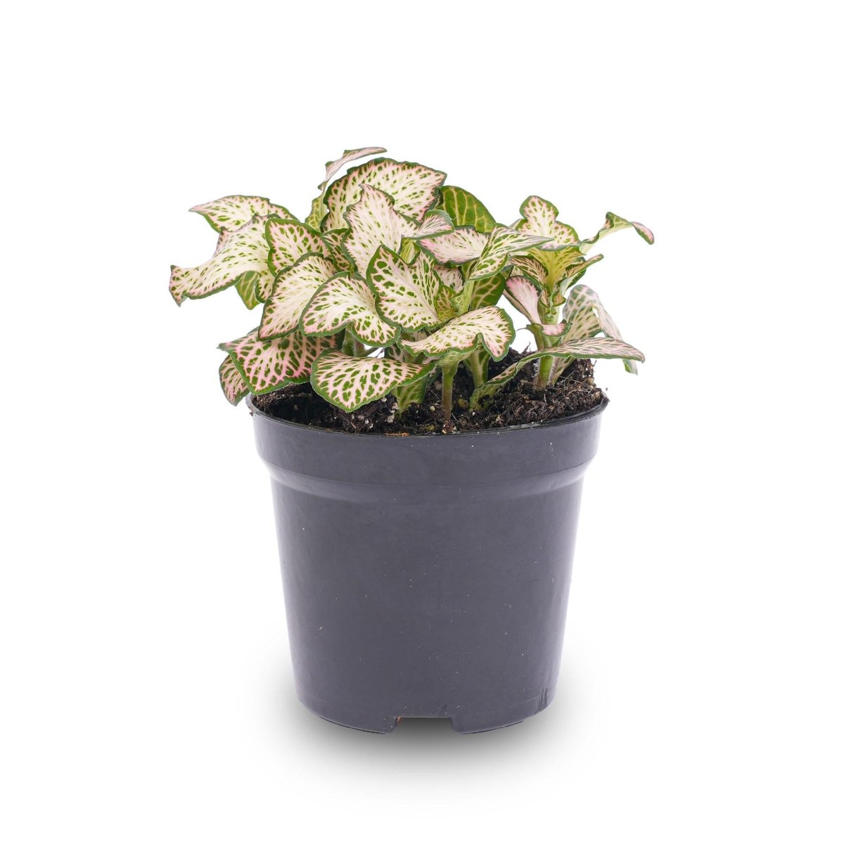 Fittonia Pink Tiger | Terrarium plant 1 - LushLeaf | Online planten bestellen