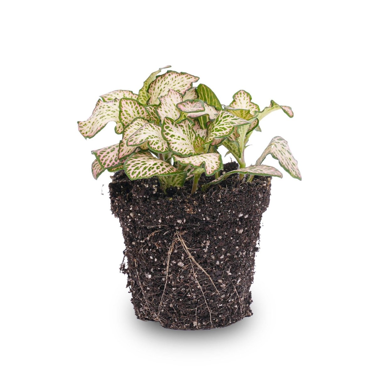 Fittonia Pink Tiger | Terrarium plant 3 - LushLeaf | Online planten bestellen