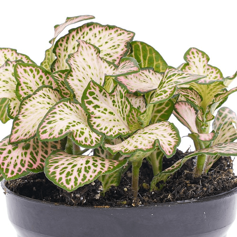Fittonia Pink Tiger | Terrarium plant 2 - LushLeaf | Online planten bestellen
