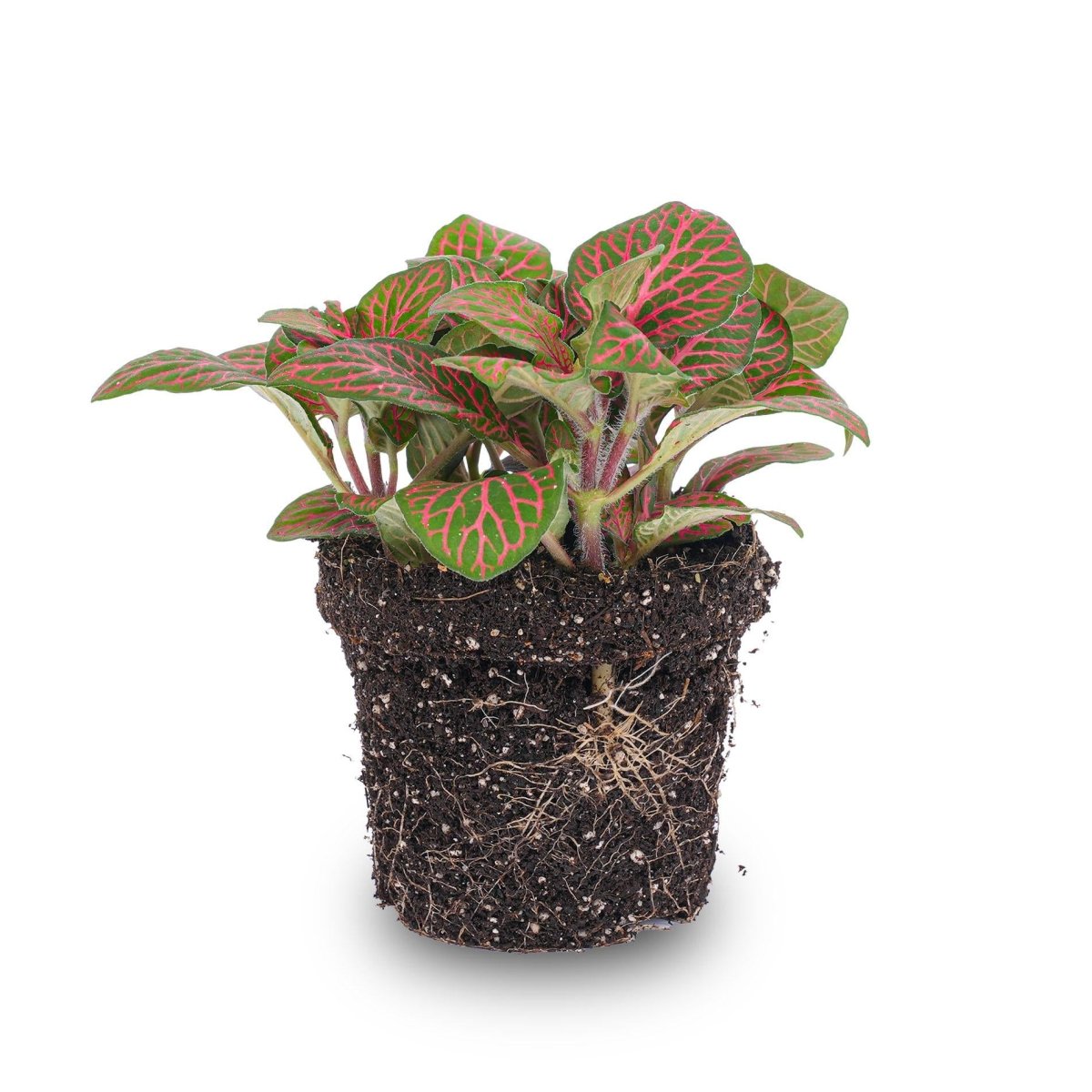 Fittonia red | Terrarium plant 3 - LushLeaf | Online planten bestellen