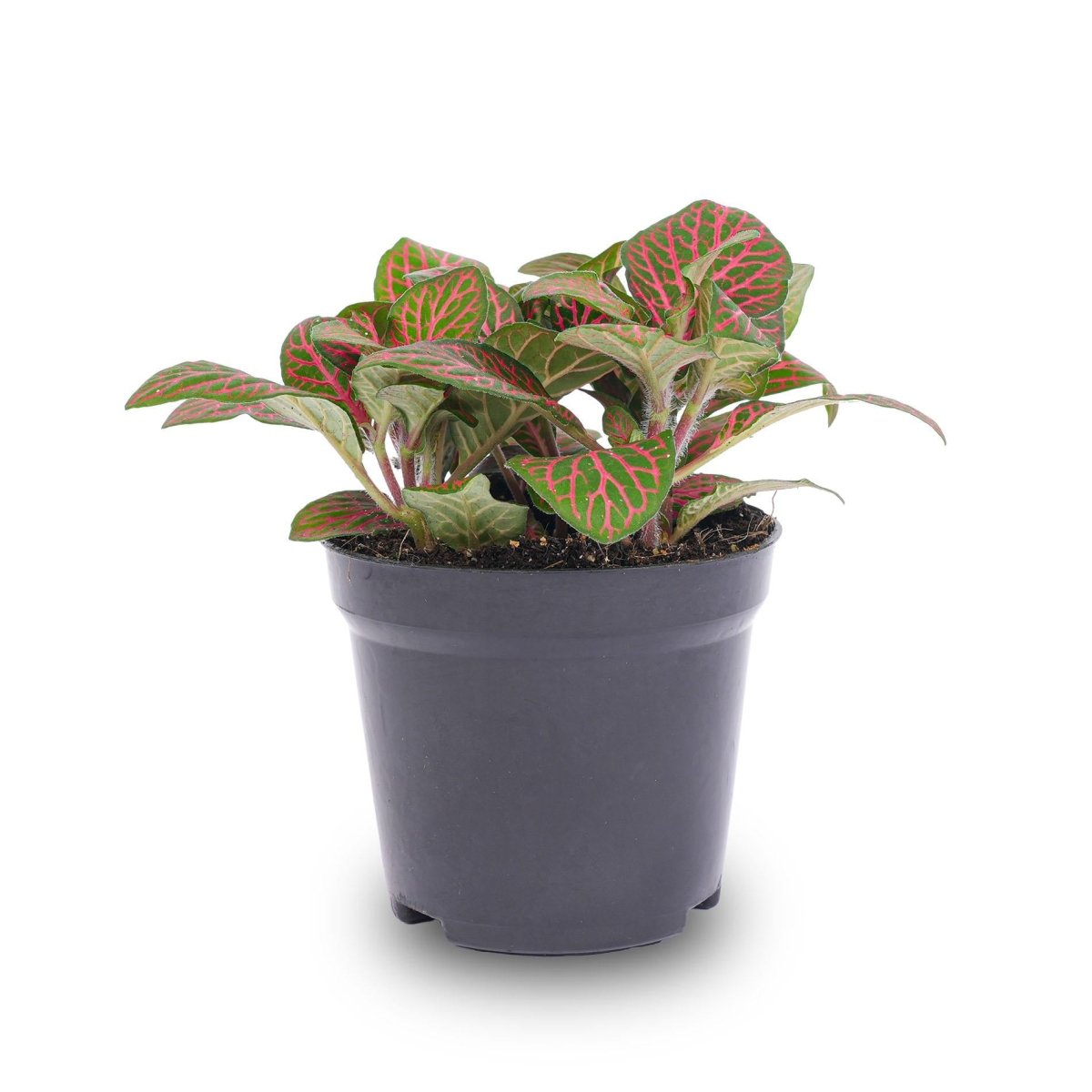Fittonia red | Terrarium plant 1 - LushLeaf | Online planten bestellen