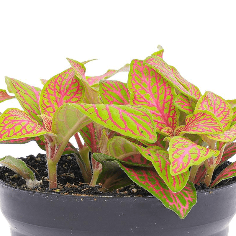 Fittonia Ruby Lime | Terrarium plant 2 - LushLeaf | Online planten bestellen