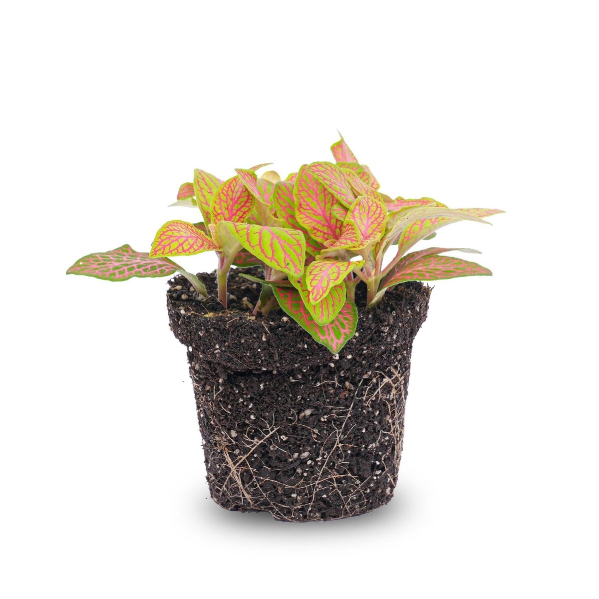 Fittonia Ruby Lime | Terrarium plant 3 - LushLeaf | Online planten bestellen