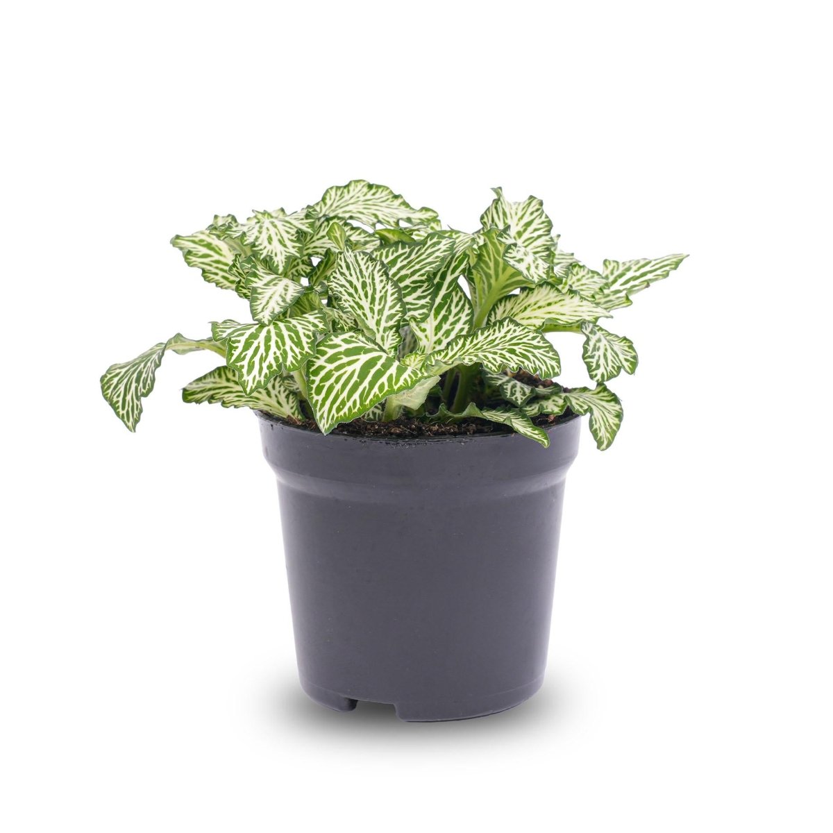 Fittonia Wit | Terrarium plant 1 - LushLeaf | Online planten bestellen