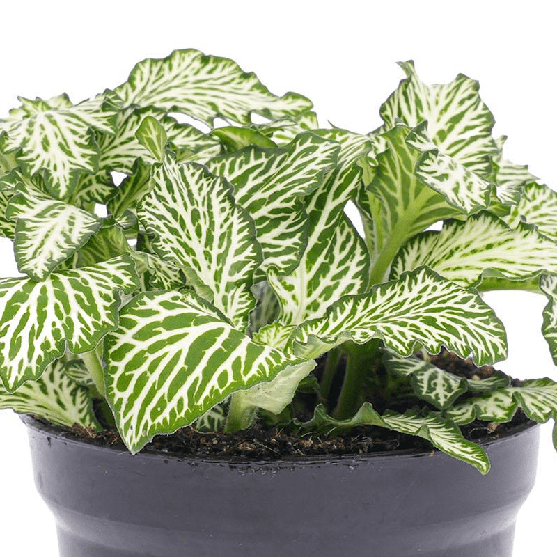 Fittonia Wit | Terrarium plant 2 - LushLeaf | Online planten bestellen