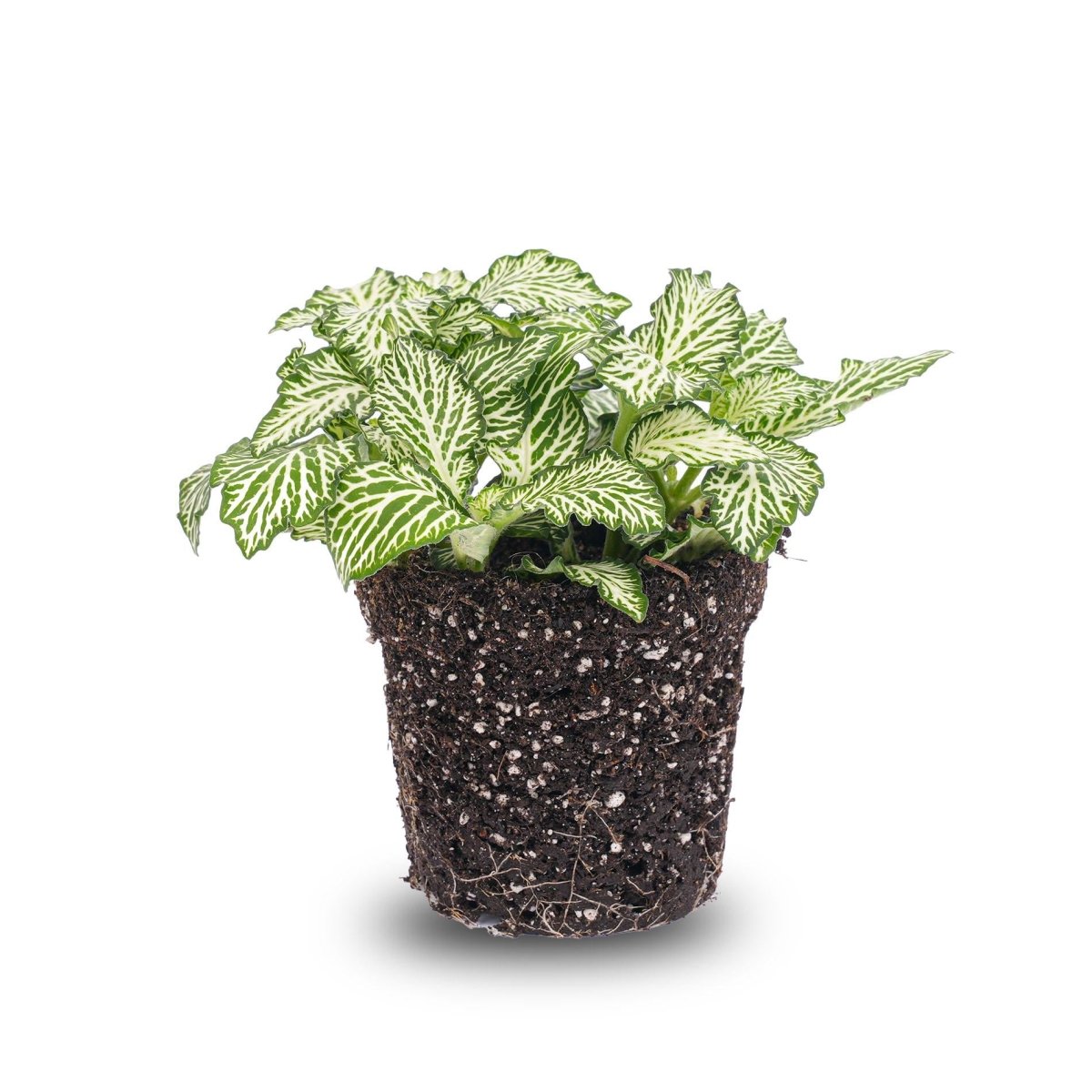 Fittonia Wit | Terrarium plant 3 - LushLeaf | Online planten bestellen