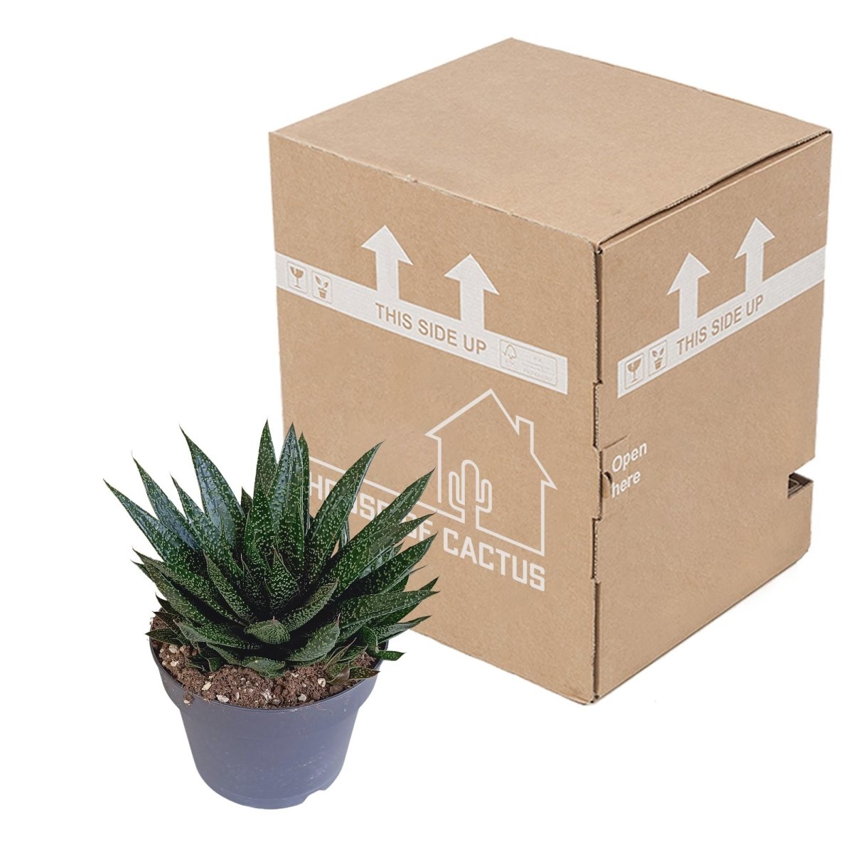 Gasteria 'd Due 3 - LushLeaf | Online planten bestellen