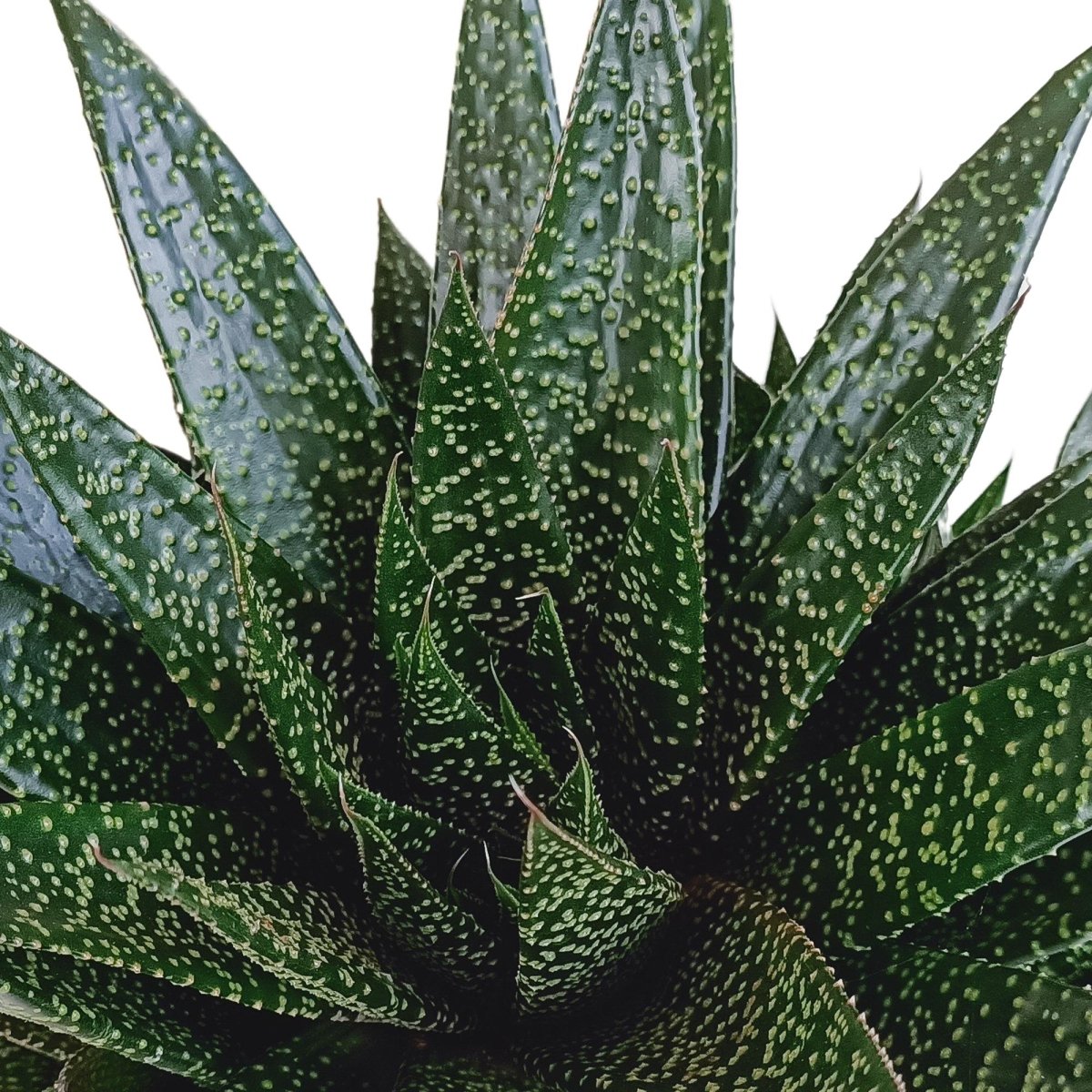 Gasteria 'd Due 2 - LushLeaf | Online planten bestellen