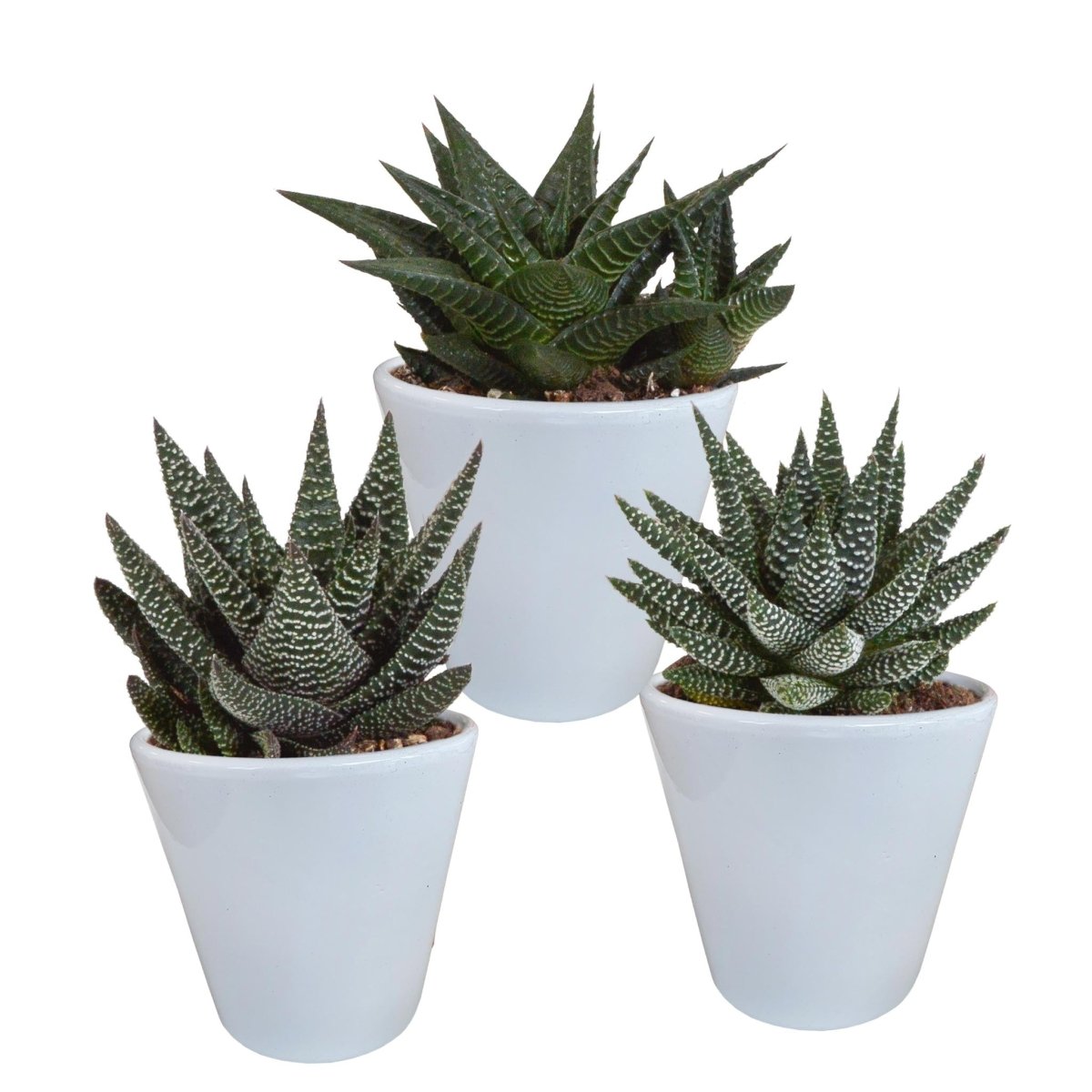 Gasteria/Haworthia mix | 3 stuks 5 - LushLeaf | Online planten bestellen
