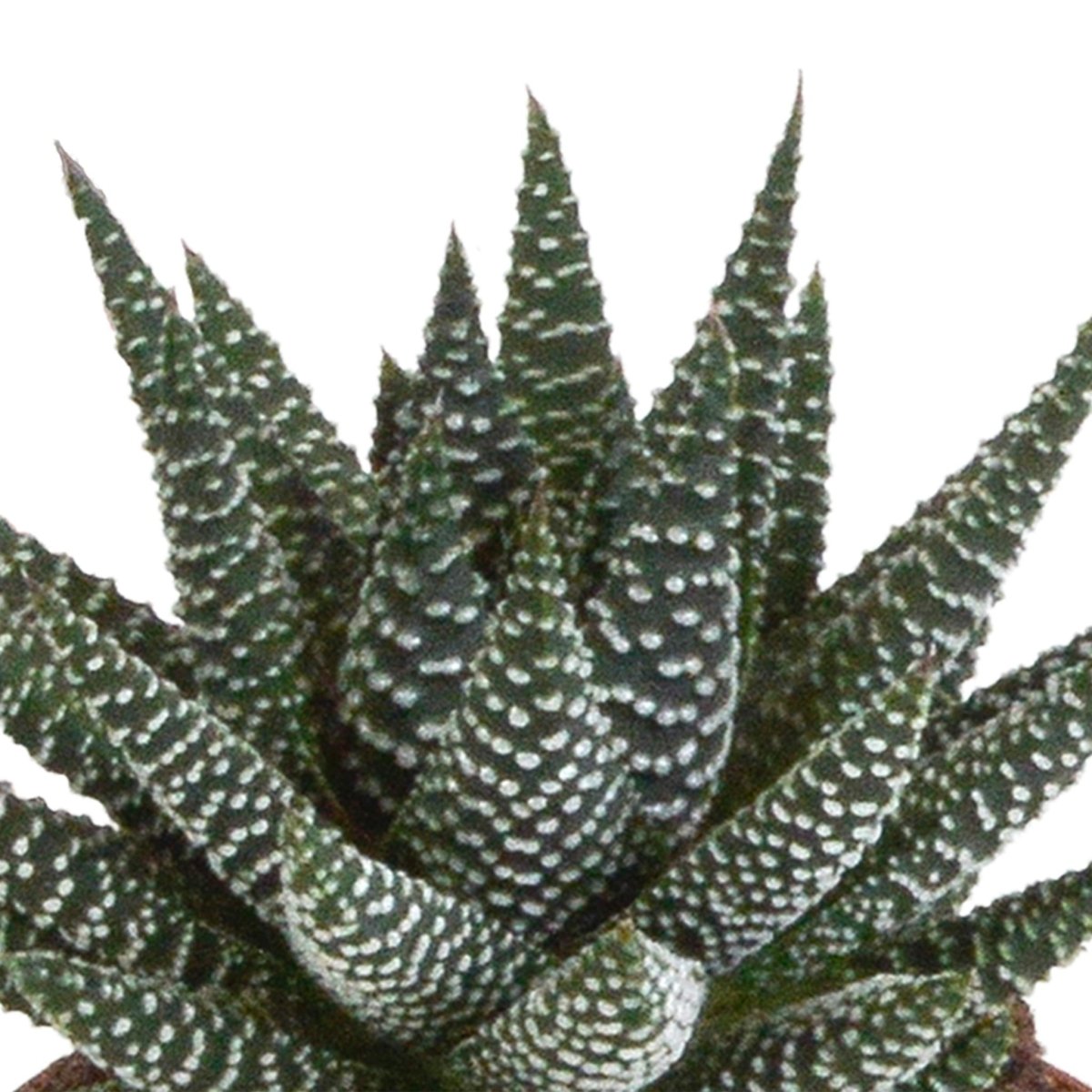Gasteria/Haworthia mix | 3 stuks 3 - LushLeaf | Online planten bestellen