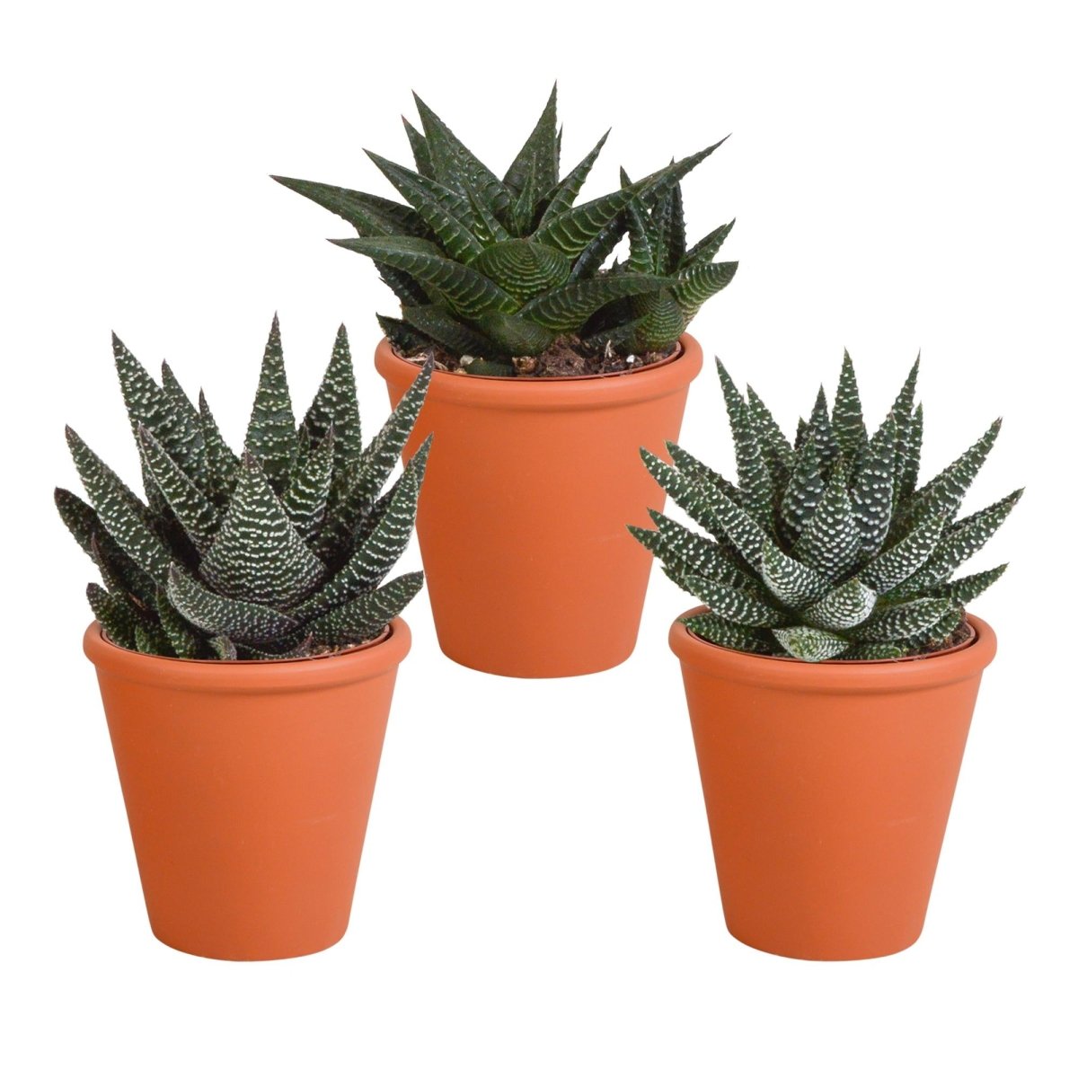 Gasteria/Haworthia mix | 3 stuks 6 - LushLeaf | Online planten bestellen