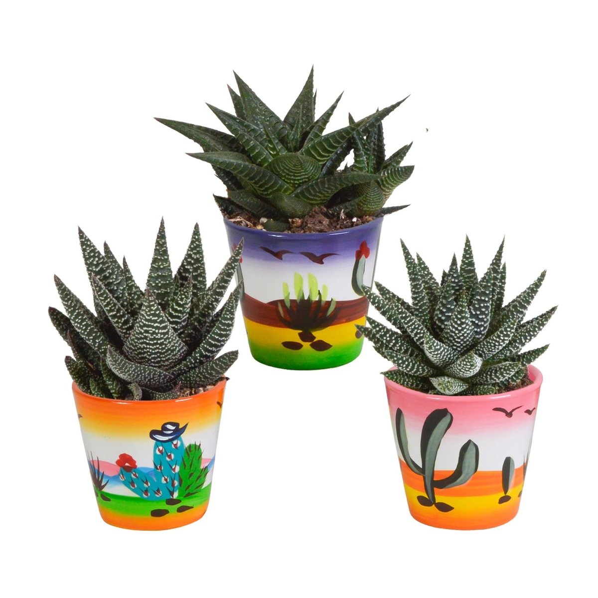 Gasteria/Haworthia mix | 3 stuks 7 - LushLeaf | Online planten bestellen