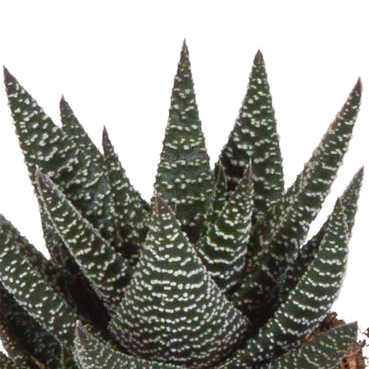 Gasteria/Haworthia mix | 3 stuks 2 - LushLeaf | Online planten bestellen
