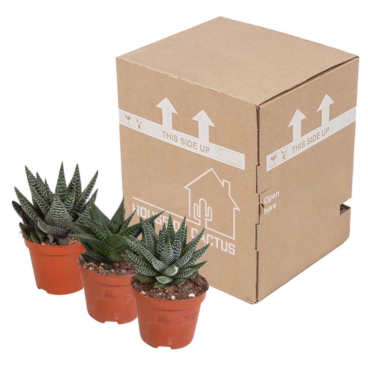 Gasteria/Haworthia mix | 3 stuks 4 - LushLeaf | Online planten bestellen