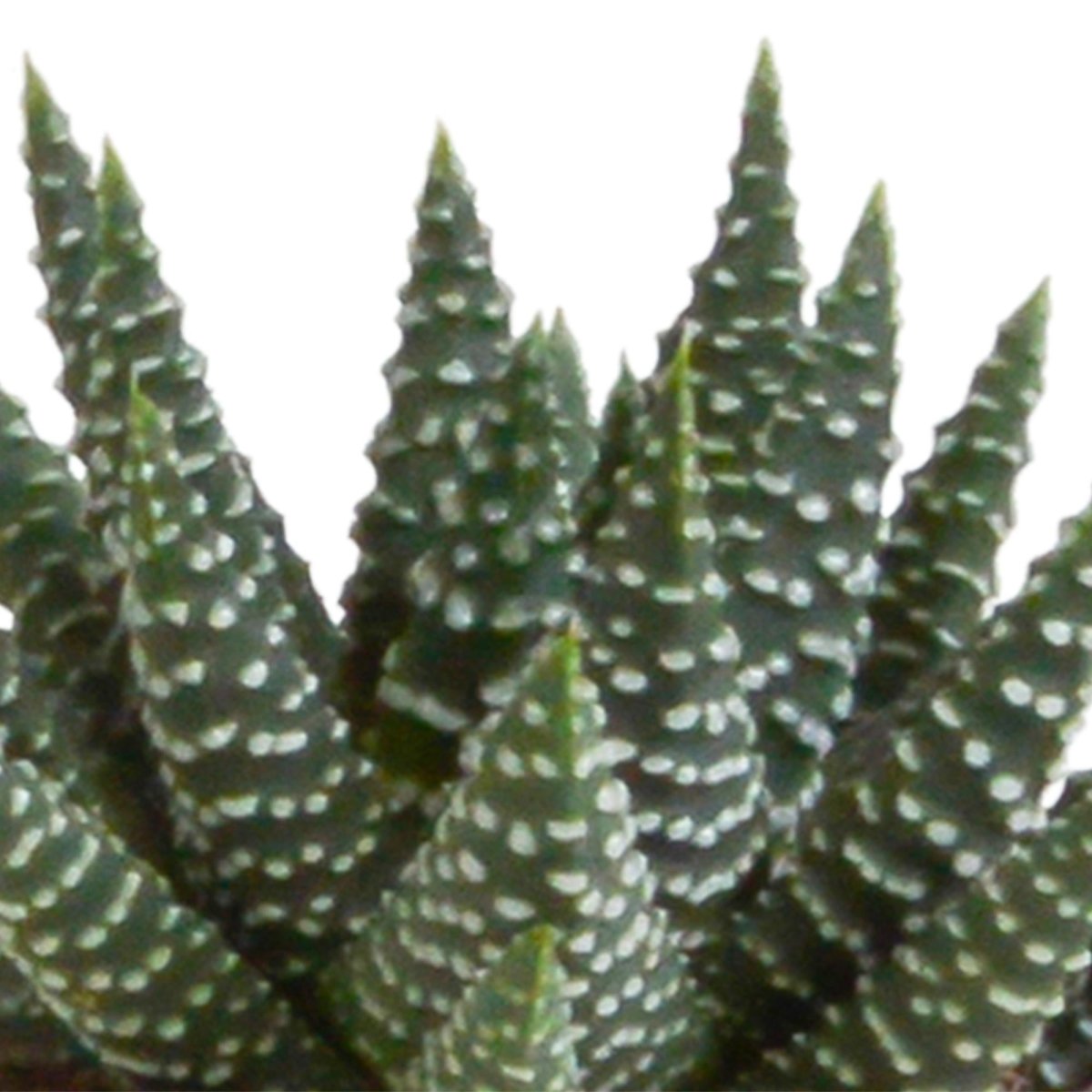 Gasteria/Haworthia mix | 5 stuks 4 - LushLeaf | Online planten bestellen