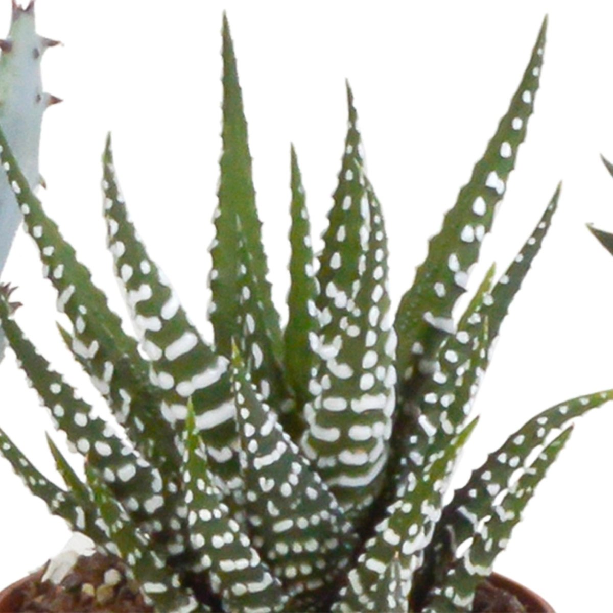 Gasteria/Haworthia mix | 5 stuks 2 - LushLeaf | Online planten bestellen