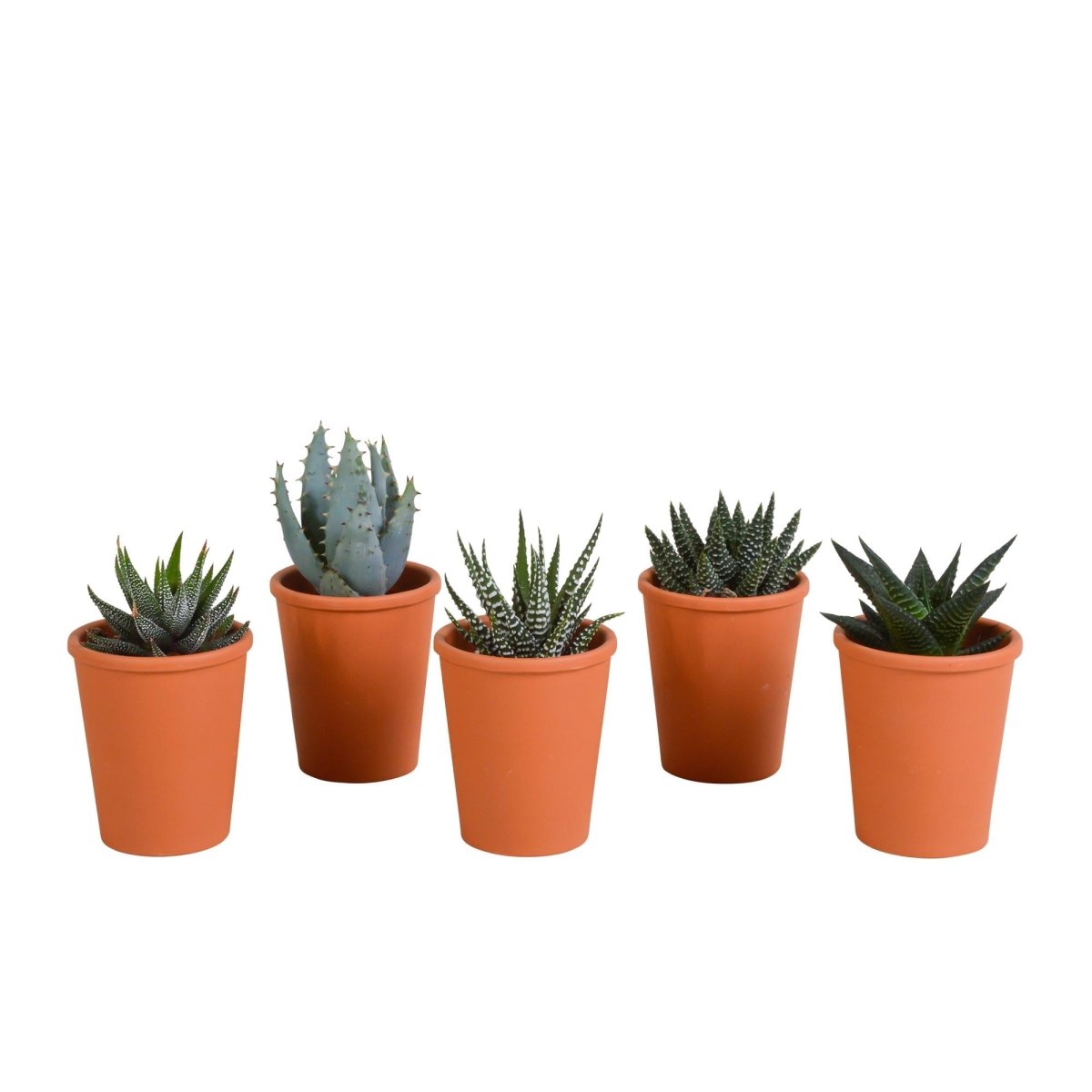 Gasteria/Haworthia mix | 5 stuks 7 - LushLeaf | Online planten bestellen