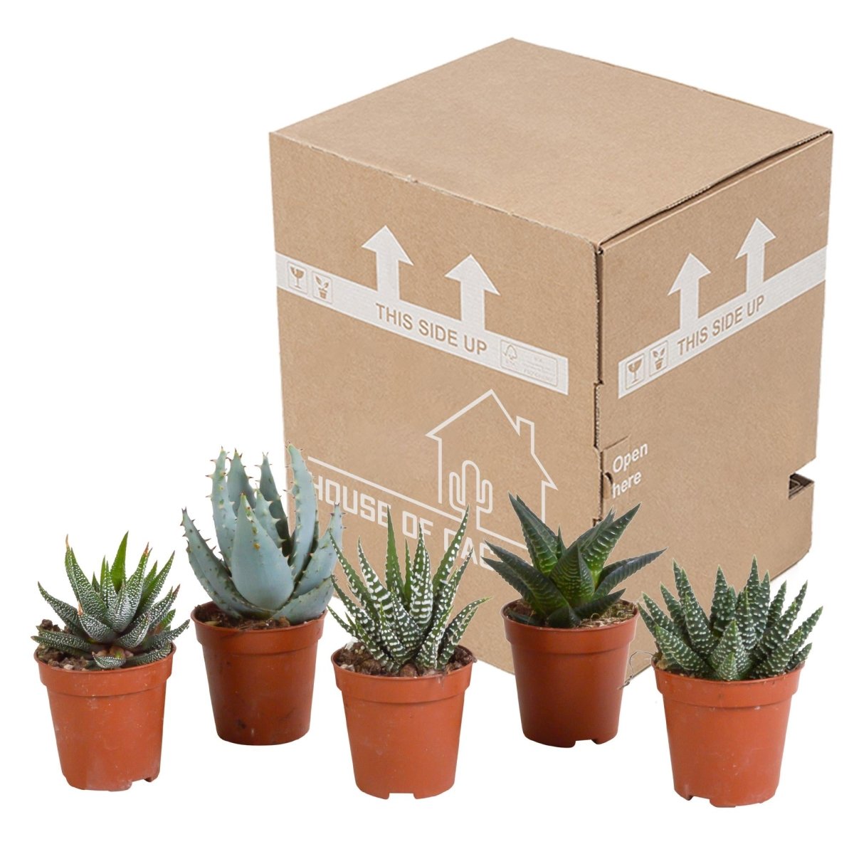 Gasteria/Haworthia mix | 5 stuks 5 - LushLeaf | Online planten bestellen