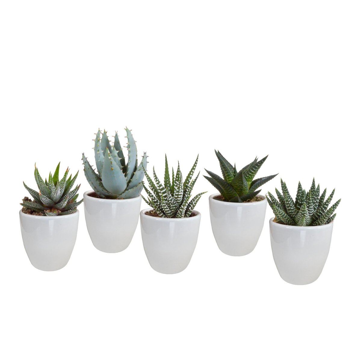 Gasteria/Haworthia mix | 5 stuks 6 - LushLeaf | Online planten bestellen