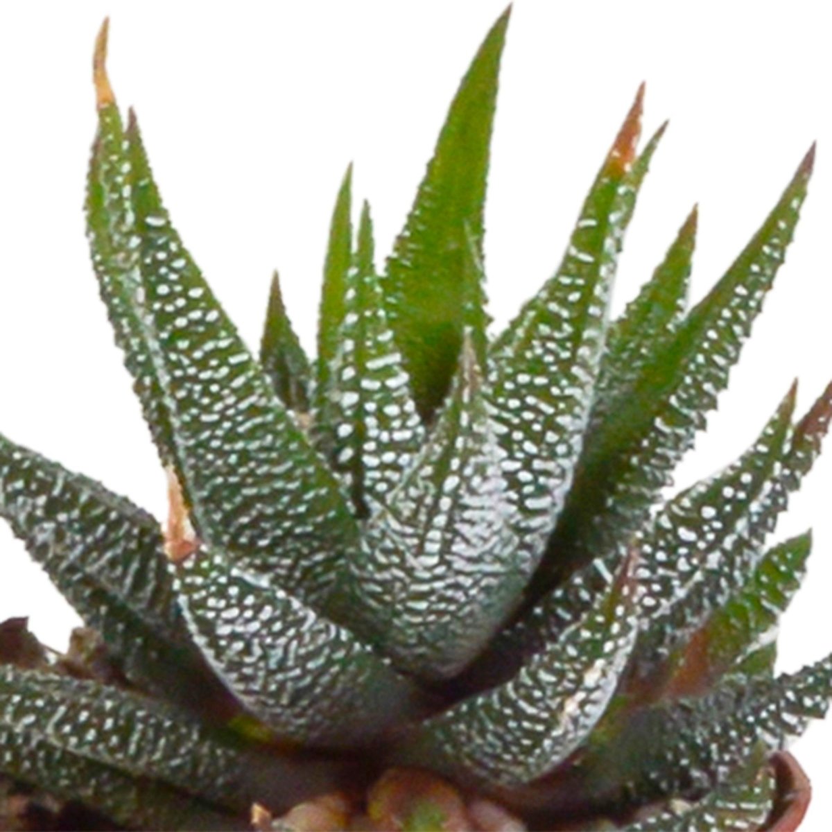 Gasteria/Haworthia mix | 5 stuks 3 - LushLeaf | Online planten bestellen