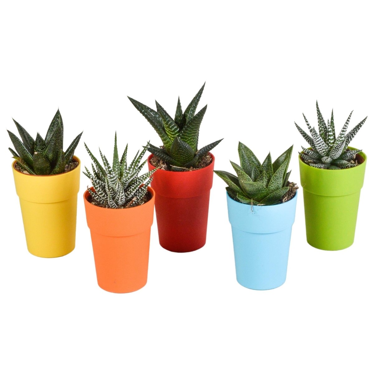 Gasteria/Haworthia mix | 5 stuks 8 - LushLeaf | Online planten bestellen