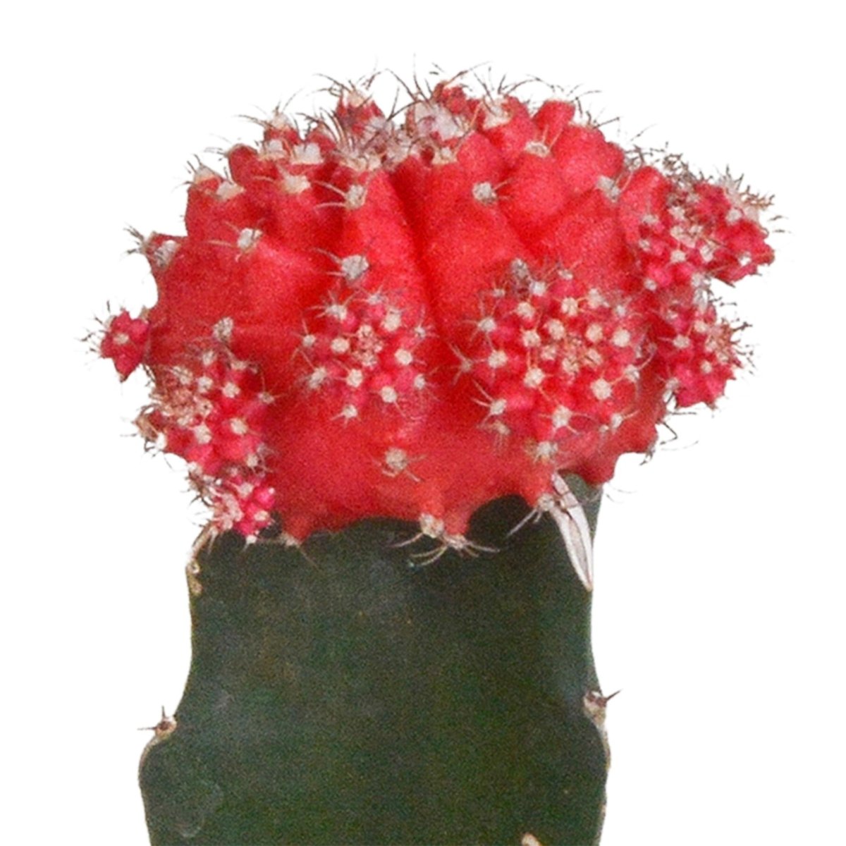 Gymnocalycium mix | 3 stuks 3 - LushLeaf | Online planten bestellen