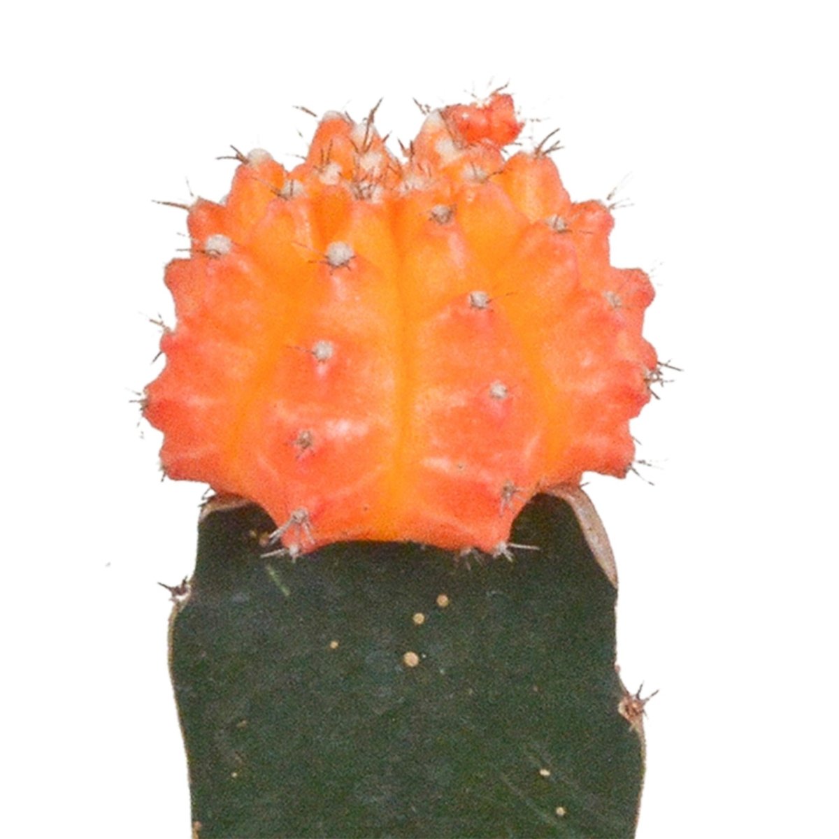 Gymnocalycium mix | 3 stuks 2 - LushLeaf | Online planten bestellen