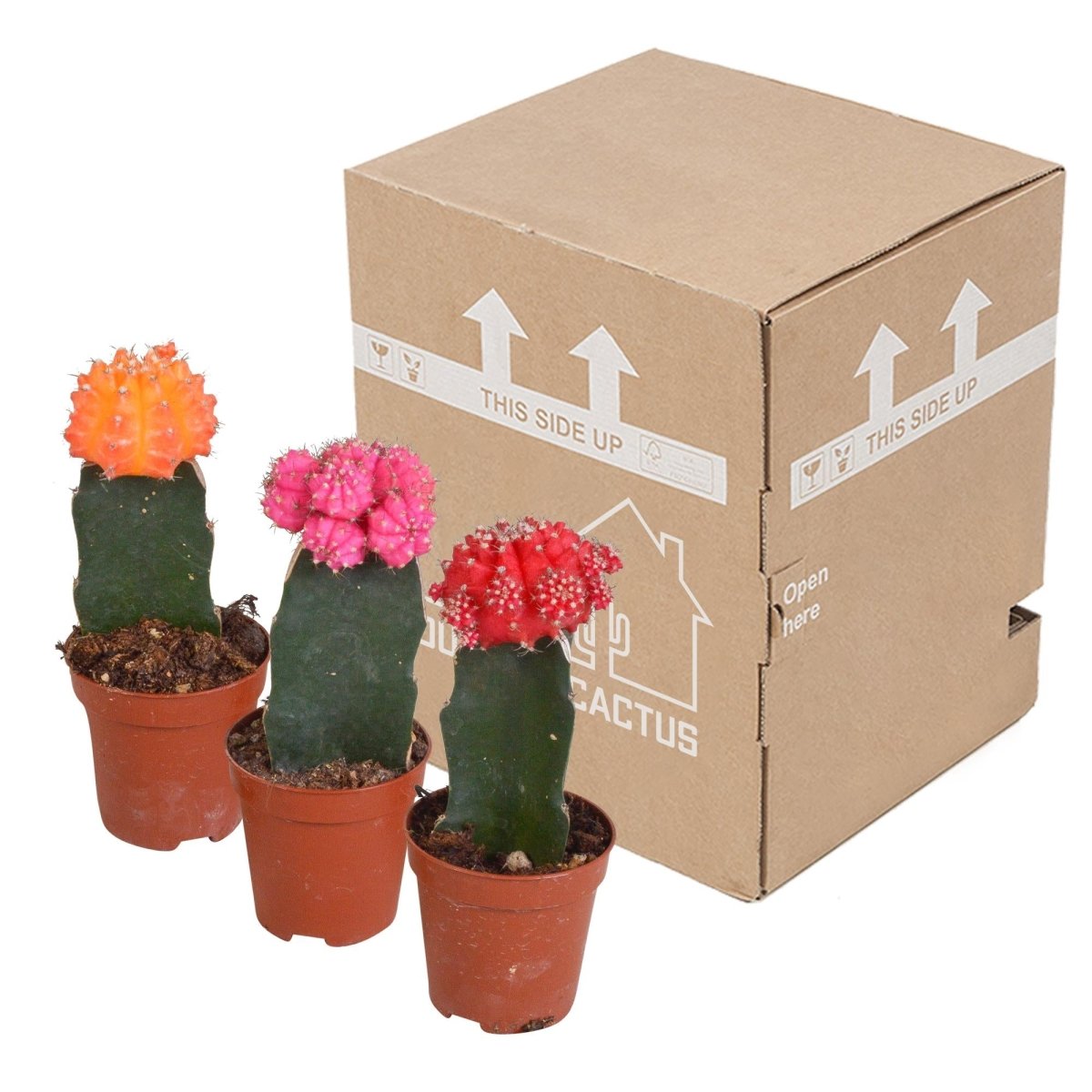 Gymnocalycium mix | 3 stuks 4 - LushLeaf | Online planten bestellen