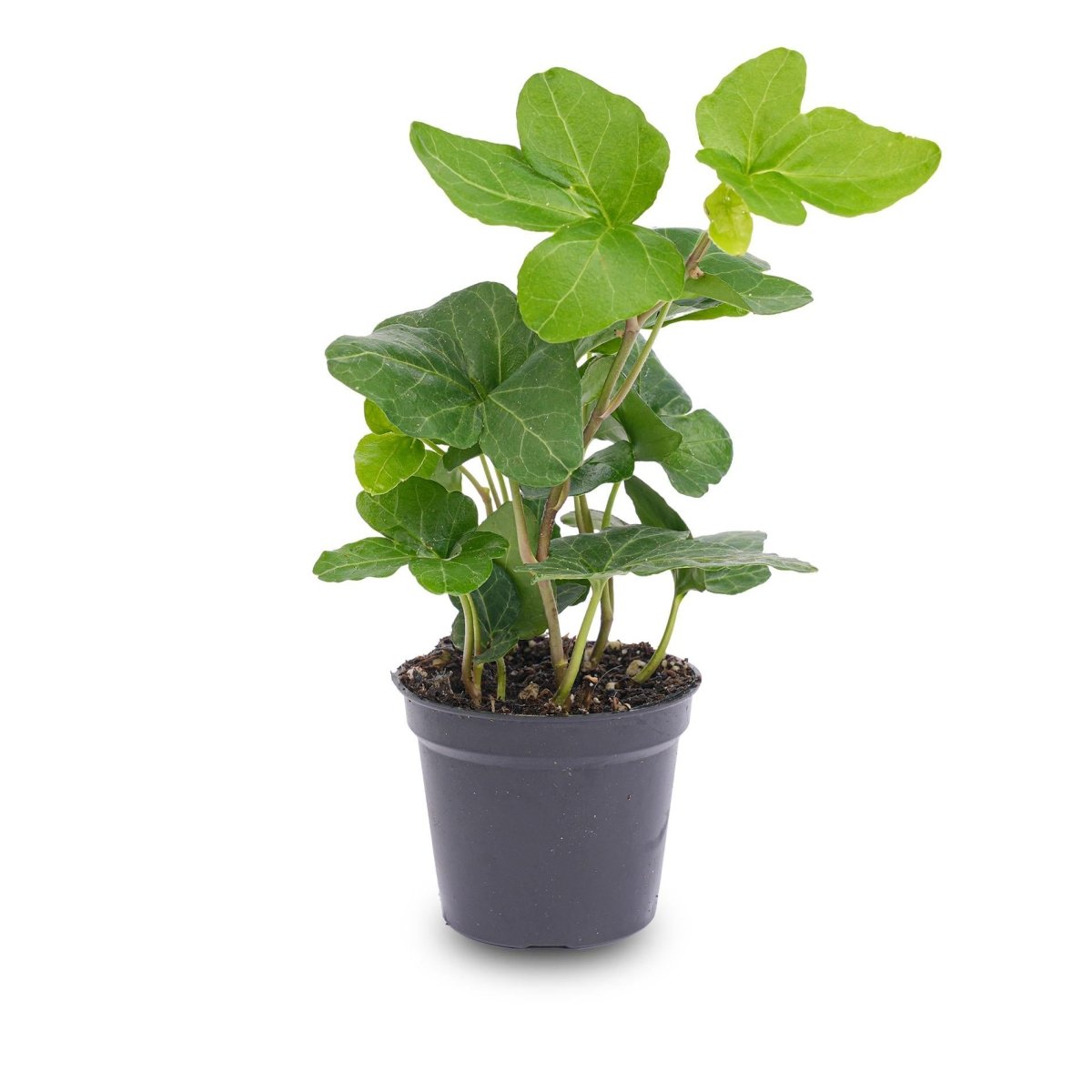Hedera helix | Terrarium plant 1 - LushLeaf | Online planten bestellen