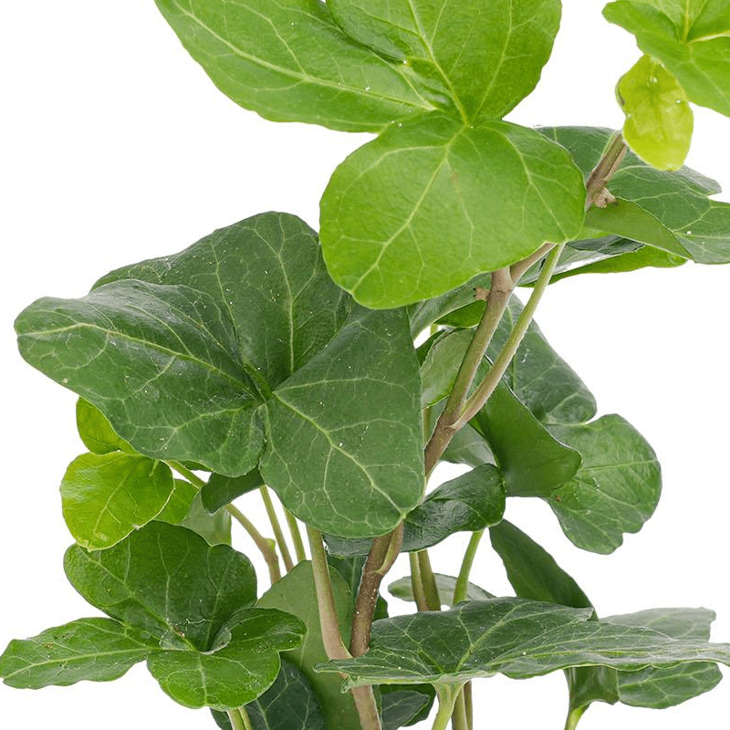 Hedera helix | Terrarium plant 2 - LushLeaf | Online planten bestellen