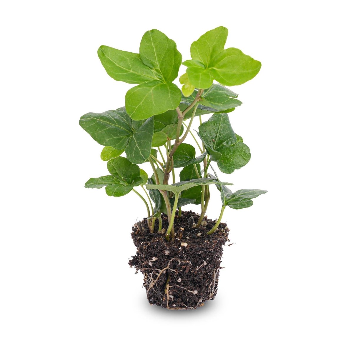 Hedera helix | Terrarium plant 3 - LushLeaf | Online planten bestellen