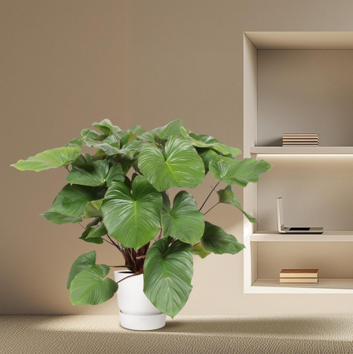 Homalomena Rubescens Maggy 3 - LushLeaf | Online planten bestellen