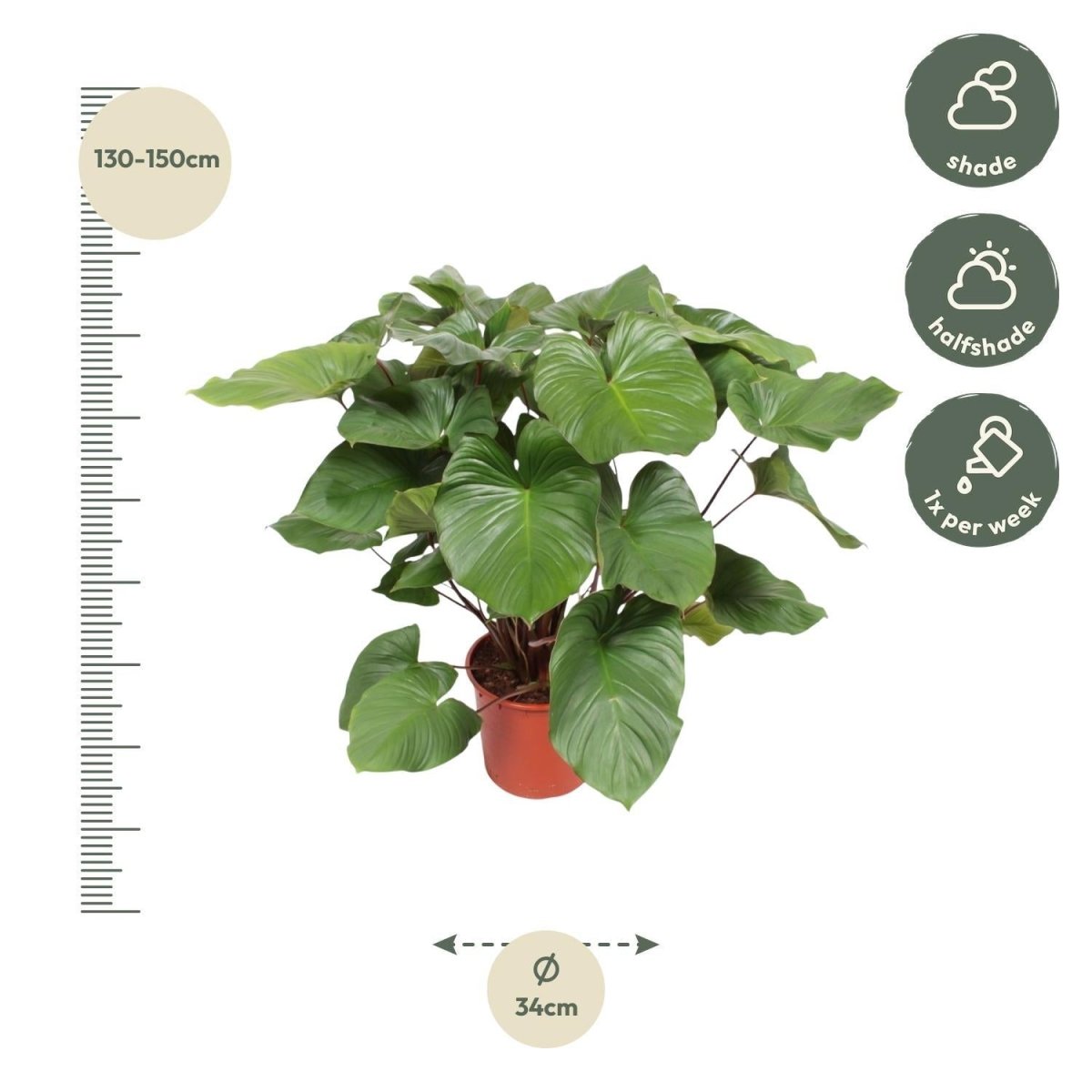 Homalomena Rubescens Maggy 4 - LushLeaf | Online planten bestellen