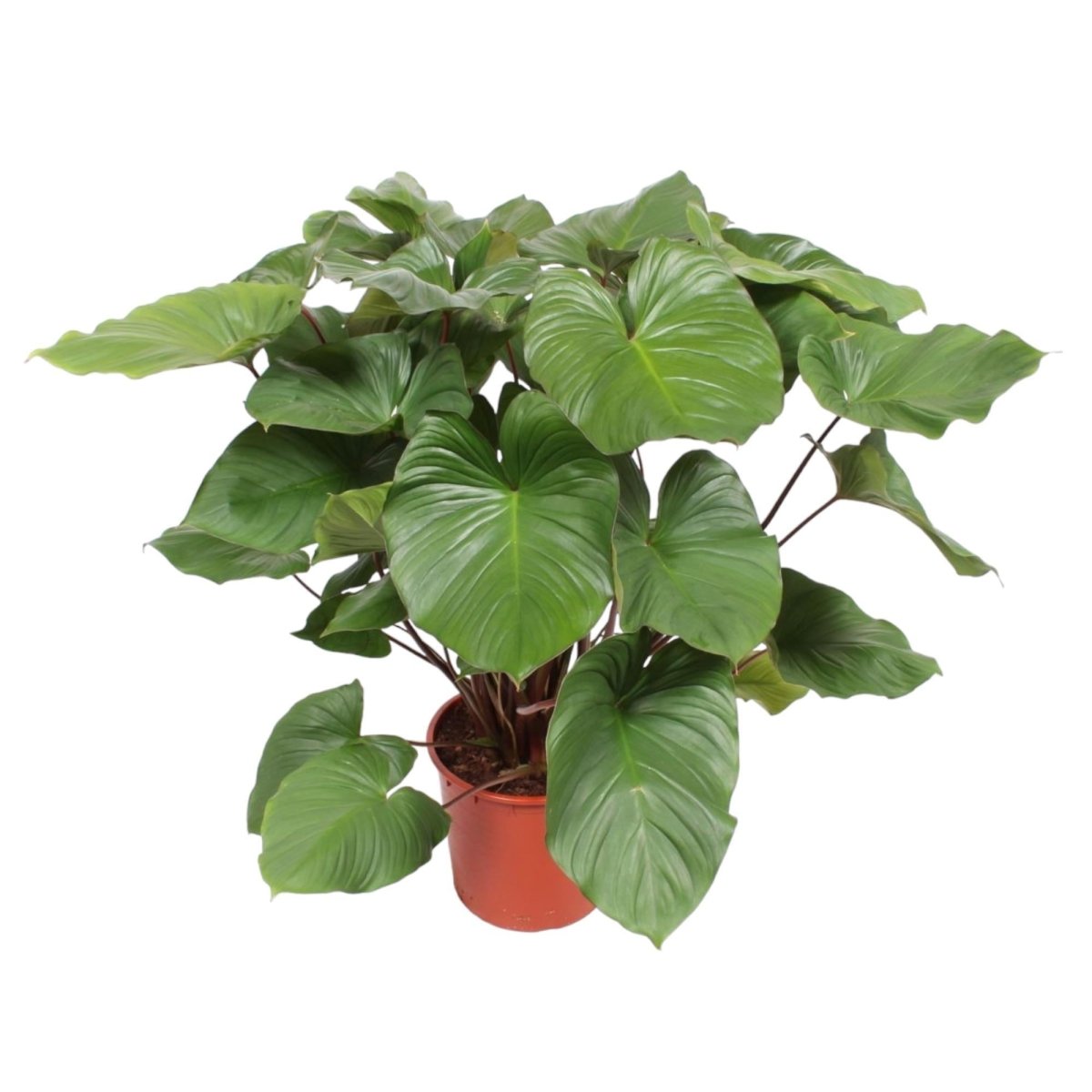 Homalomena Rubescens Maggy 1 - LushLeaf | Online planten bestellen