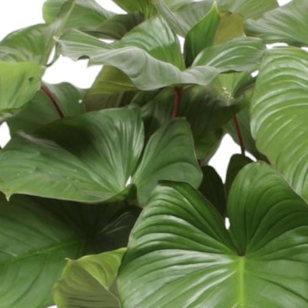Homalomena Rubescens Maggy 2 - LushLeaf | Online planten bestellen