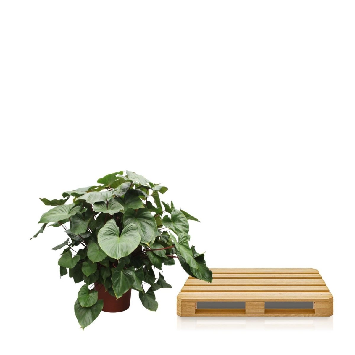 Homalomena Rubescens Maggy | XL 5 - LushLeaf | Online planten bestellen