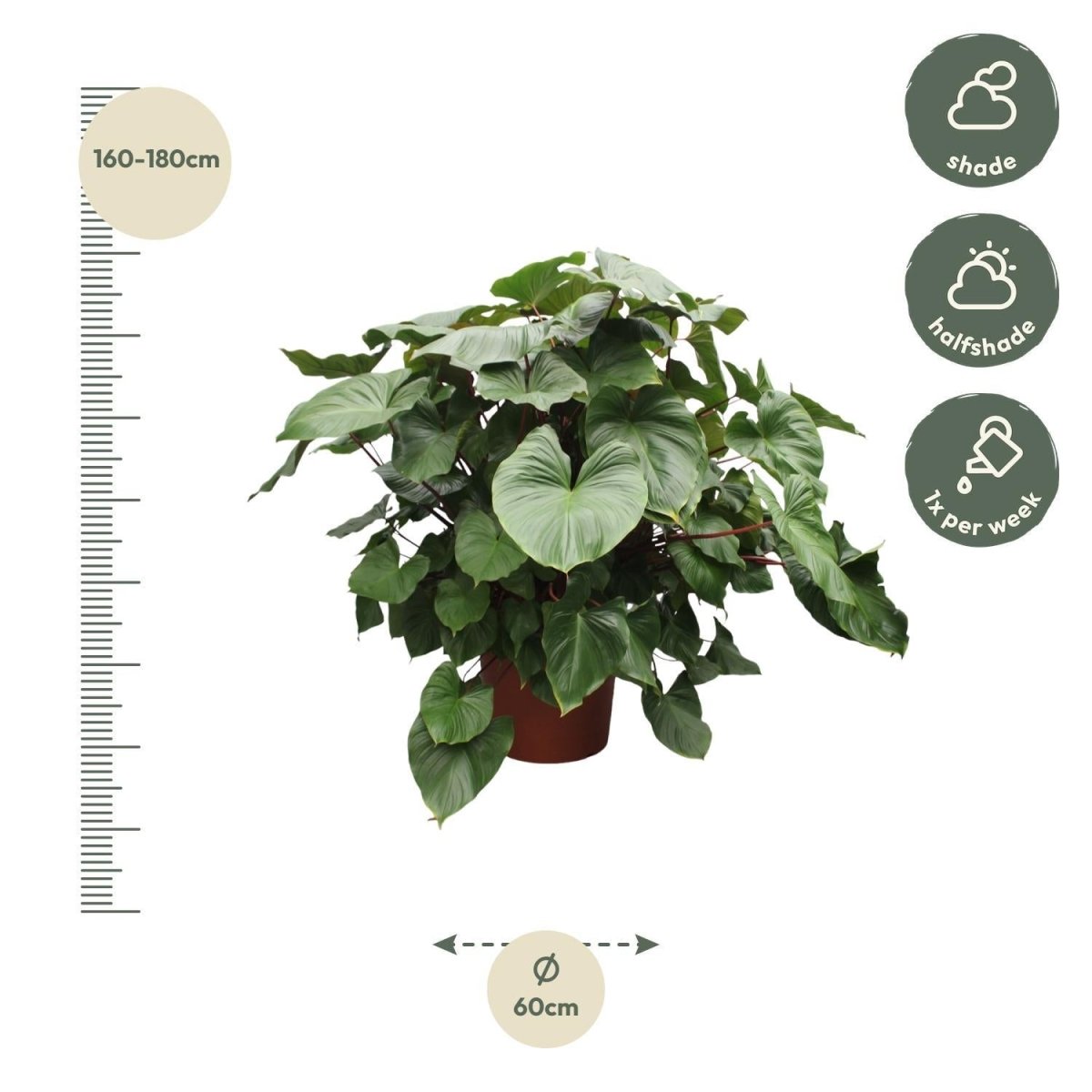 Homalomena Rubescens Maggy | XL 4 - LushLeaf | Online planten bestellen
