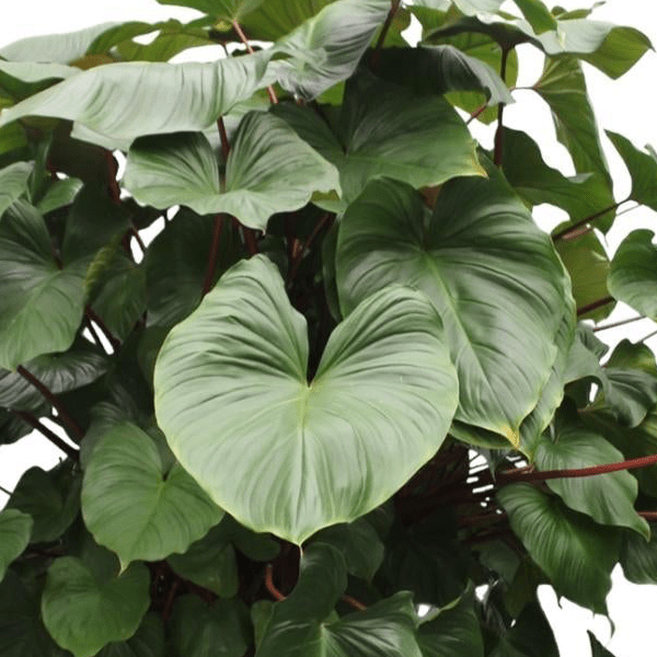 Homalomena Rubescens Maggy | XL 2 - LushLeaf | Online planten bestellen