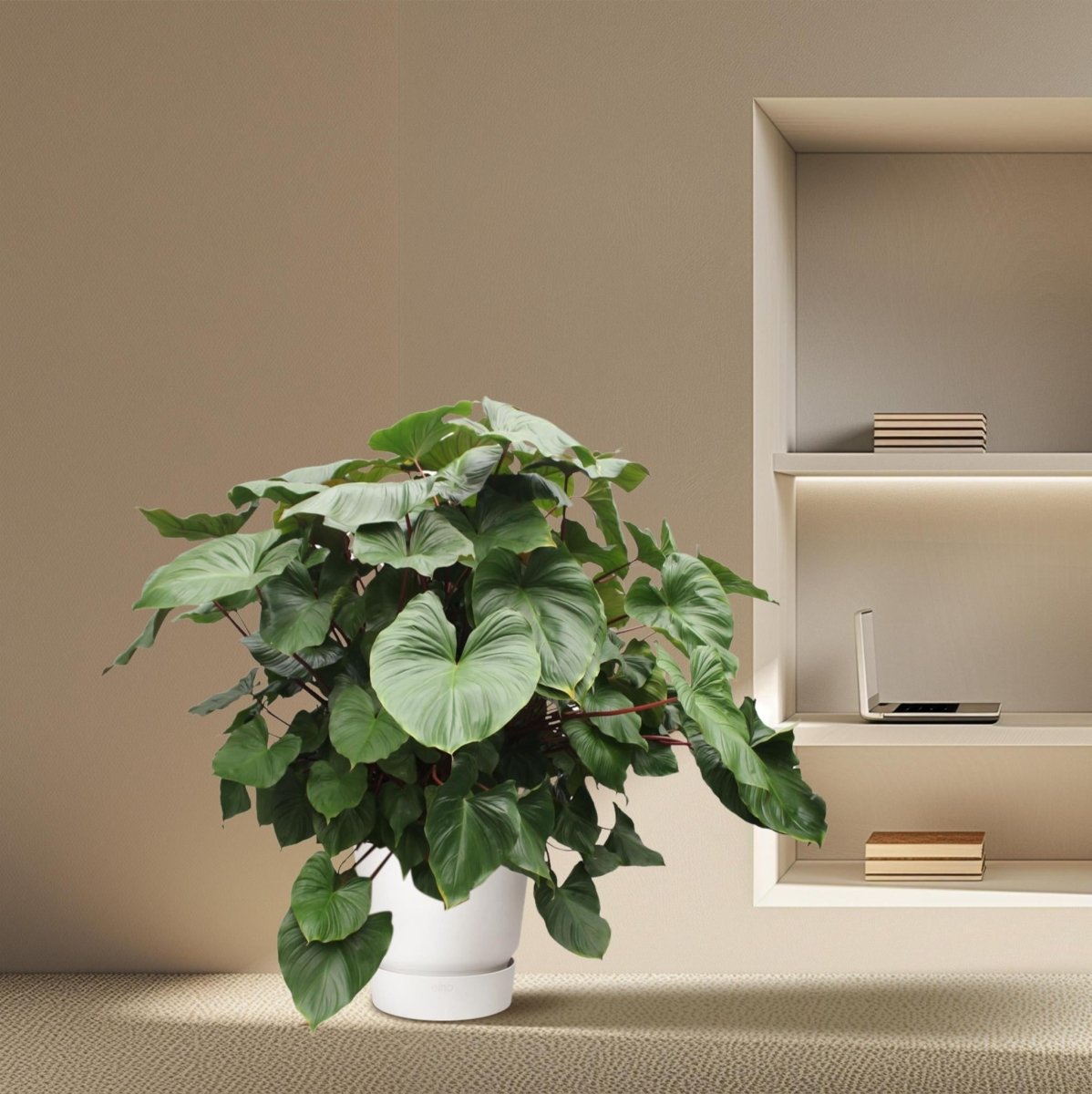 Homalomena Rubescens Maggy | XL 3 - LushLeaf | Online planten bestellen
