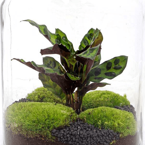 Jar Calathea | DIY terrarium 2 - LushLeaf | Online planten bestellen