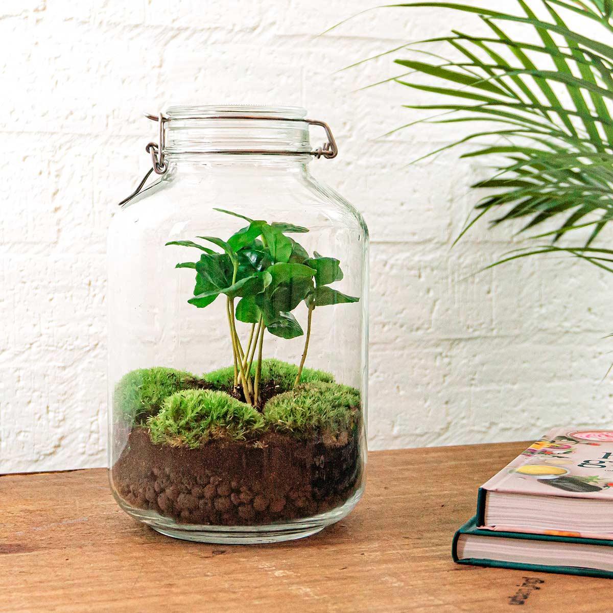 Jar - Coffea Arabica | DIY terrarium 3 - LushLeaf | Online planten bestellen