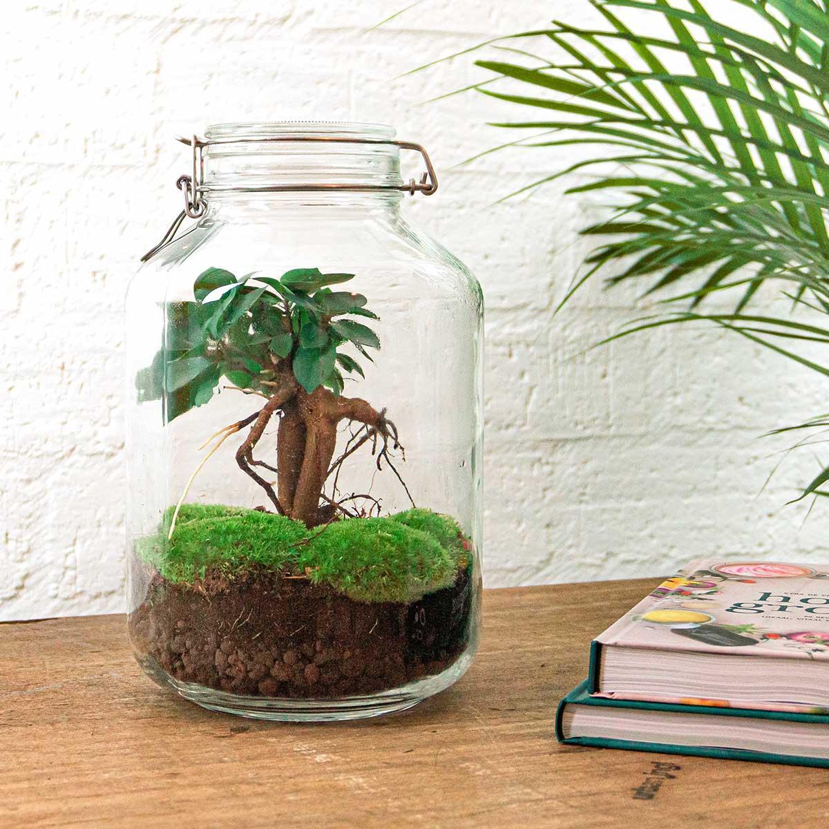 Jar - Ficus Ginseng bonsai | DIY terrarium 3 - LushLeaf | Online planten bestellen