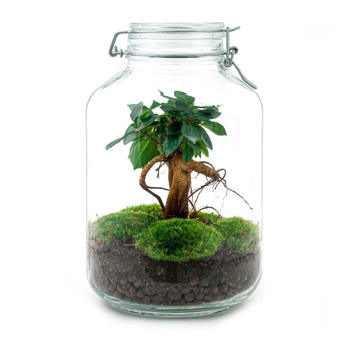 Jar - Ficus Ginseng bonsai | DIY terrarium 1 - LushLeaf | Online planten bestellen